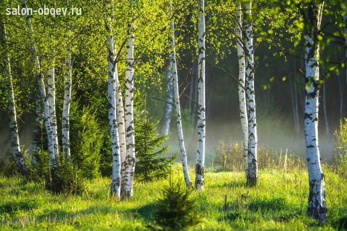 Фрески/Панно PINEGIN Лес и деревья