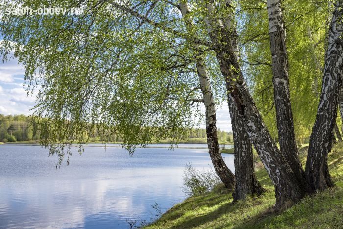 Фрески/Панно PINEGIN Лес и деревья