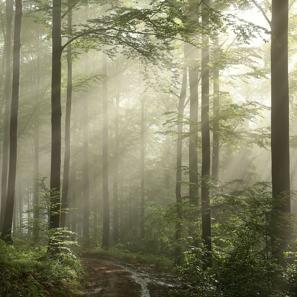 Фотообои Мне обои