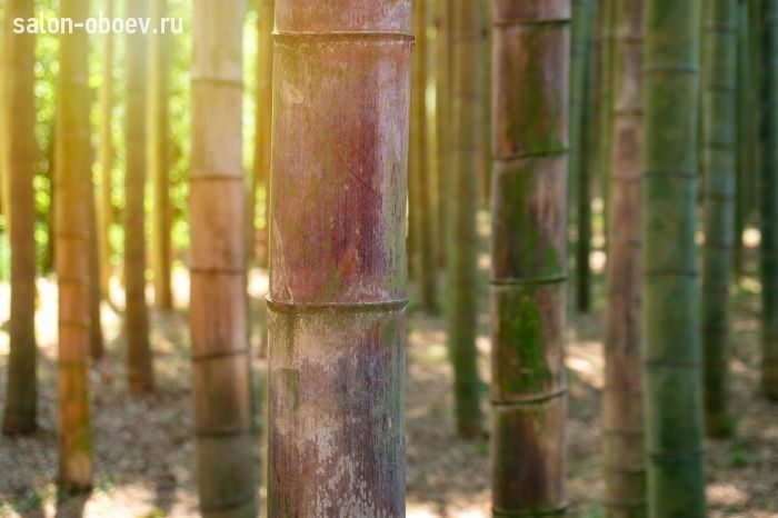 Фрески/Панно PINEGIN Лес и деревья
