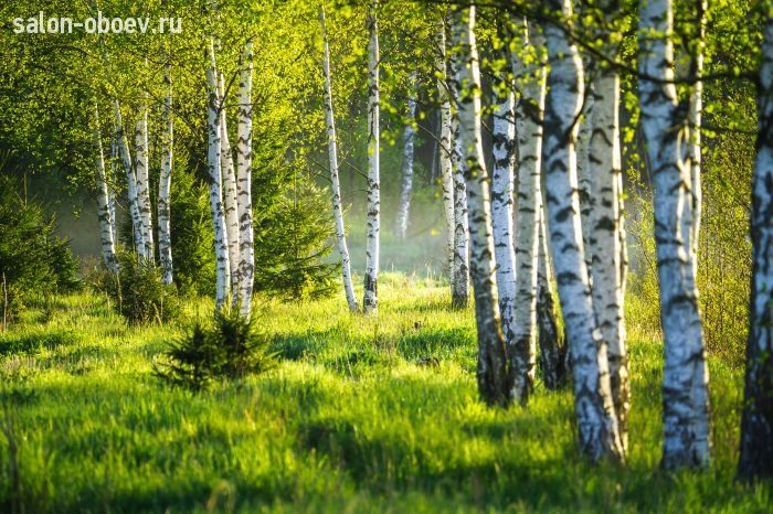 Фрески/Панно PINEGIN Лес и деревья