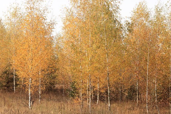 Фрески/Панно PINEGIN Лес и деревья