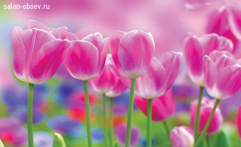 Обои For Wall Фотообои