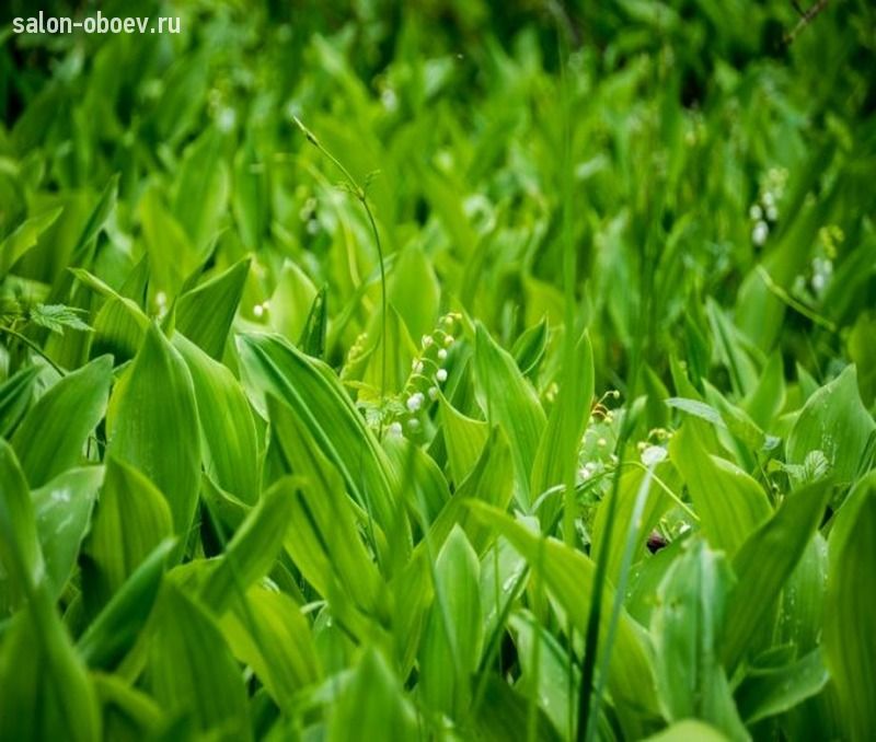Фрески/Панно PINEGIN Цветы