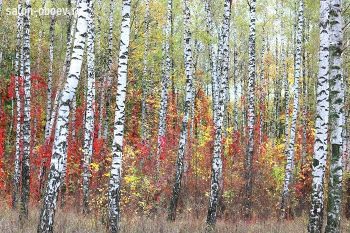 Фрески/Панно PINEGIN Лес и деревья