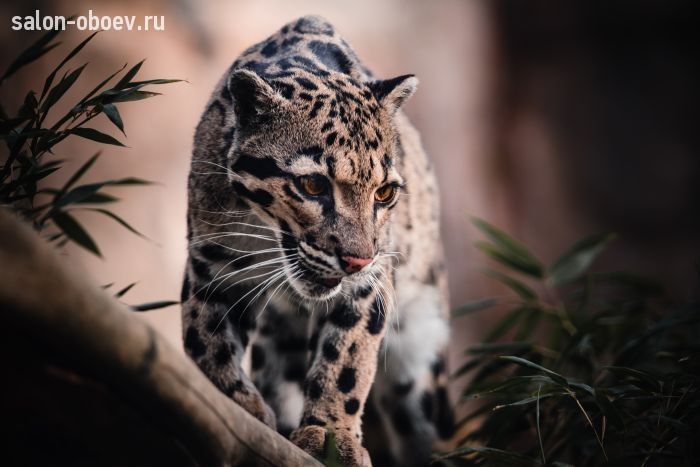 Фрески/Панно PINEGIN Животные