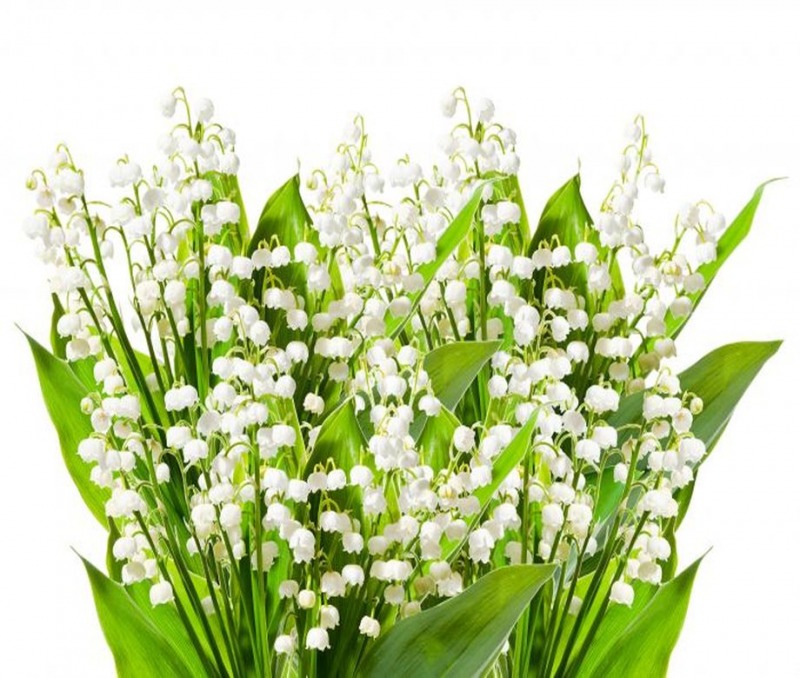 Фрески/Панно PINEGIN Цветы