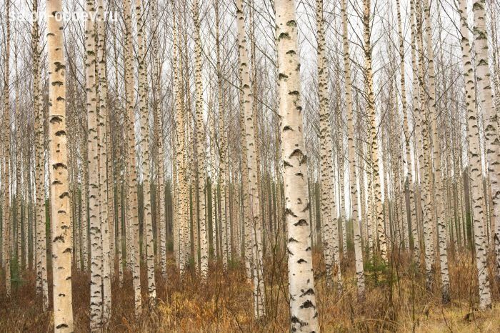 Фрески/Панно PINEGIN Лес и деревья