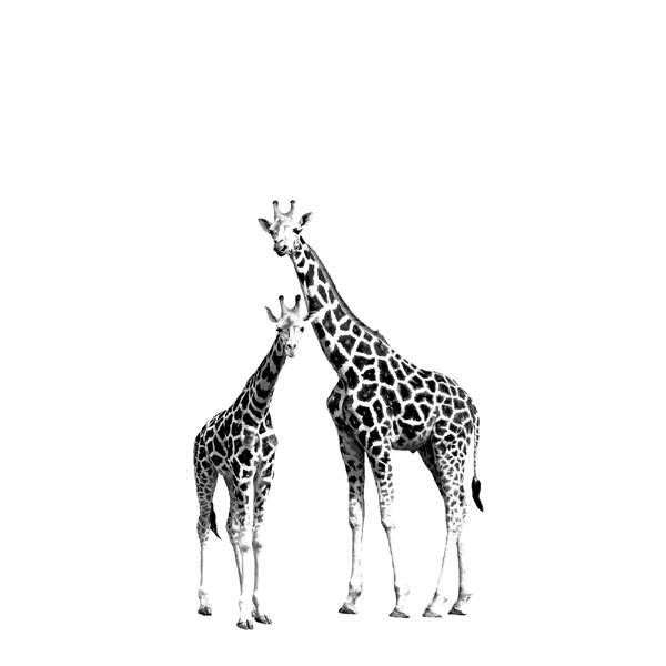 Обои ProSpero Everybody Bonjour