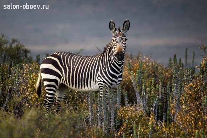Фрески/Панно PINEGIN Животные