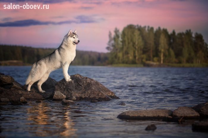Фрески/Панно PINEGIN Животные