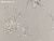 Обои Colefax and Fowler Celestine