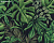 Обои AS Creation GREENERY