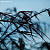 Обои Mr Perswall Photo