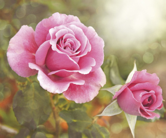 Фрески/Панно ORTOGRAF