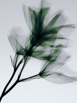 Фрески/Панно Rfresco AI