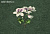 Обои KT Exclusive  Vanilla Lime
