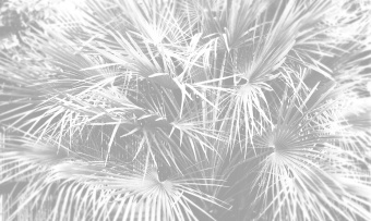 Фотообои Co.De CODE 02