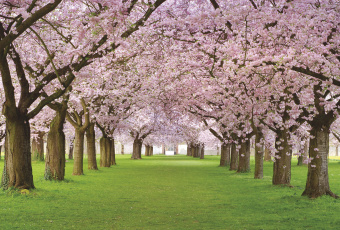 Фрески/Панно ORTOGRAF Парки и Сады