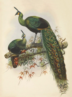 Фрески/Панно ORTOGRAF