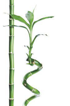 Фрески/Панно ORTOGRAF