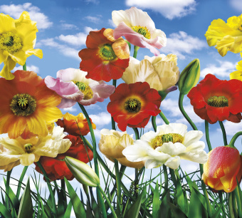 Фрески/Панно ORTOGRAF