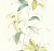 Обои Wallquest Jasmine