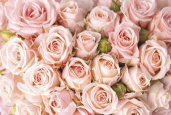 Фрески/Панно ORTOGRAF