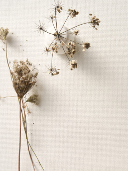 Обои Omexco Pure