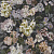 Обои Designers Guild Edit Florals