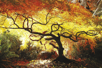 Фрески/Панно ORTOGRAF