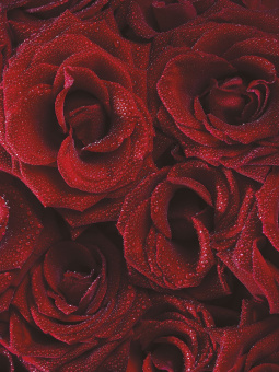 Фрески/Панно ORTOGRAF