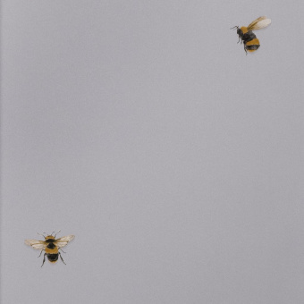 Обои Andrea Rossi Cavolli