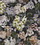 Обои Designers Guild Tulipa Stellata