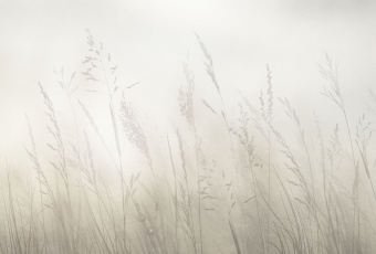 Фрески/Панно ORTOGRAF Vento