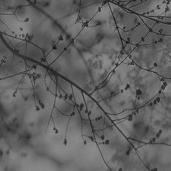 Фотообои Wall Street VETVE 22