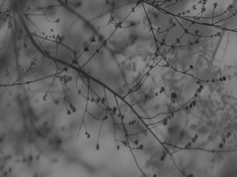 Фотообои Wall Street VETVE 22