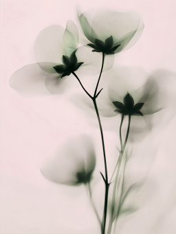 Фрески/Панно Rfresco AI