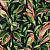 Обои York Tropics Resource Library