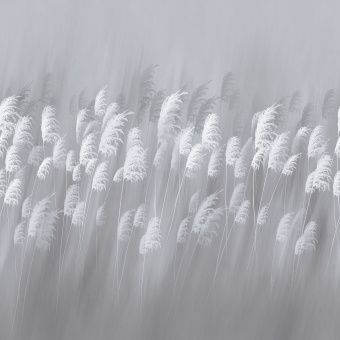 Фрески/Панно ORTOGRAF Flower dreams 2