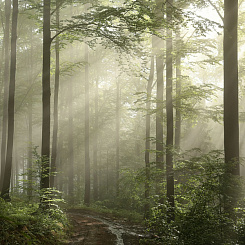 Фотообои Мне обои