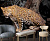 Обои Artmegahome Животные