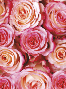 Фрески/Панно ORTOGRAF