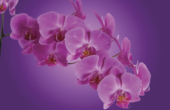 Фрески/Панно ORTOGRAF