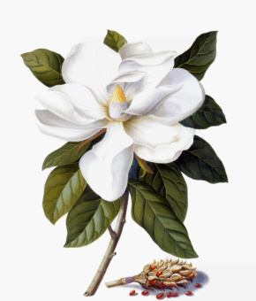 Фотообои Respace Цветы  Магнолия