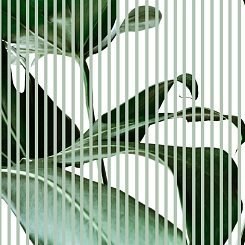 Фотообои Wall Street GREENDAY 22