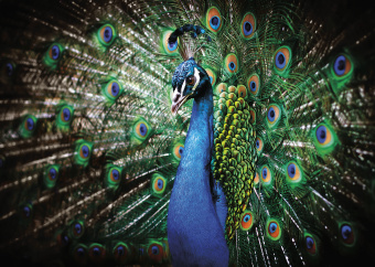 Фрески/Панно ORTOGRAF