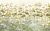 Обои My Fresco Природа