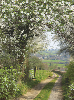 Фрески/Панно ORTOGRAF Парки и Сады