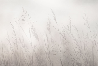 Фрески/Панно ORTOGRAF Vento